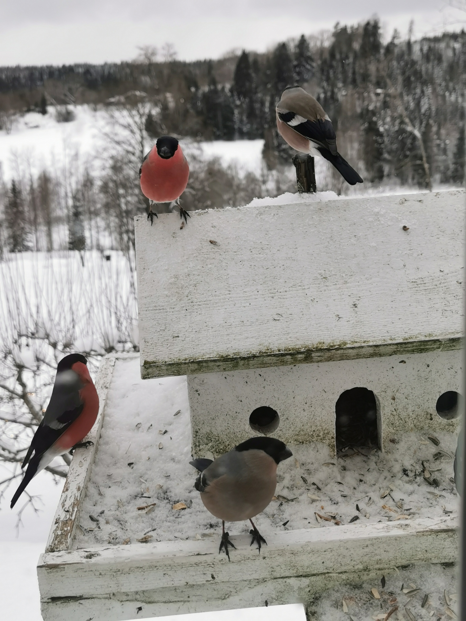 Klimatet, nya EU-siffror: Sverige bäst.